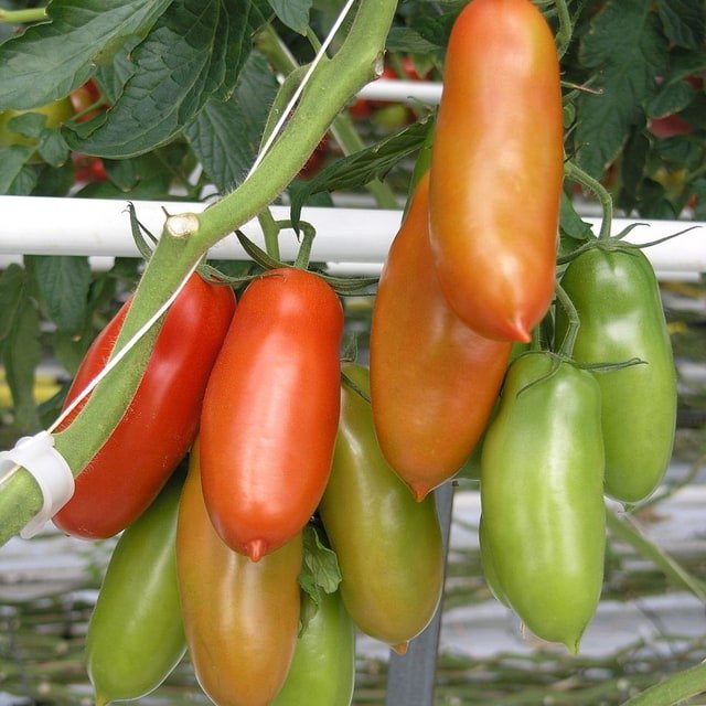 San Marzano Tomato