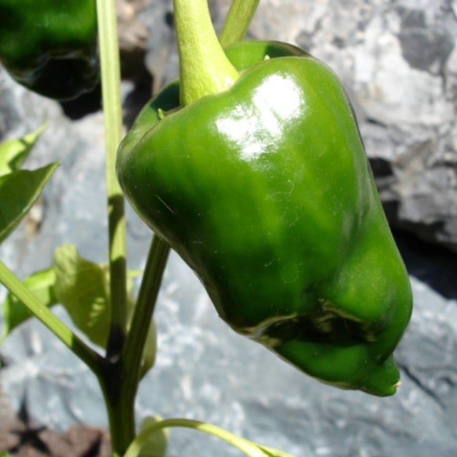 Poblano Pepper