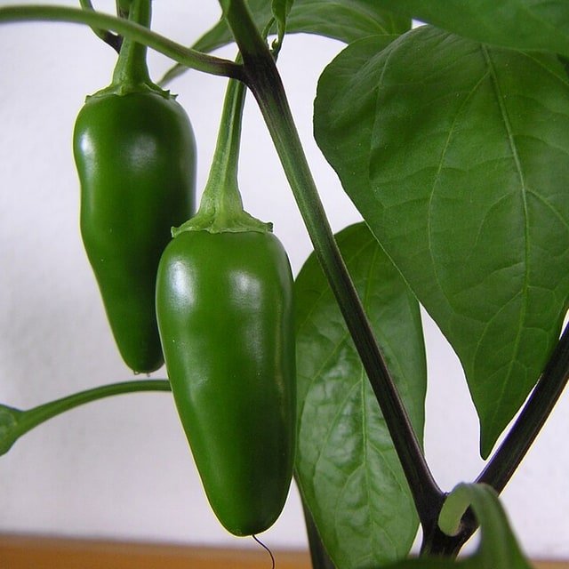 Serrano Pepper