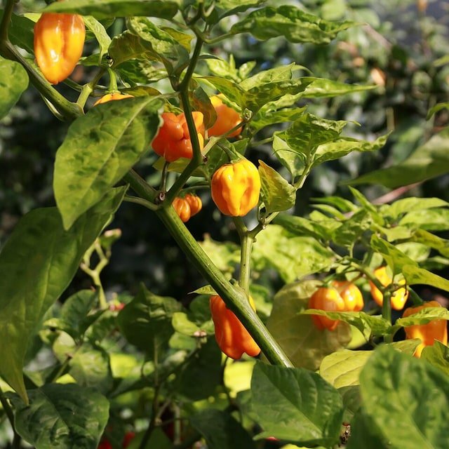 Habanero Orange