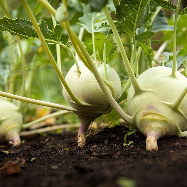 Purple Top Turnip