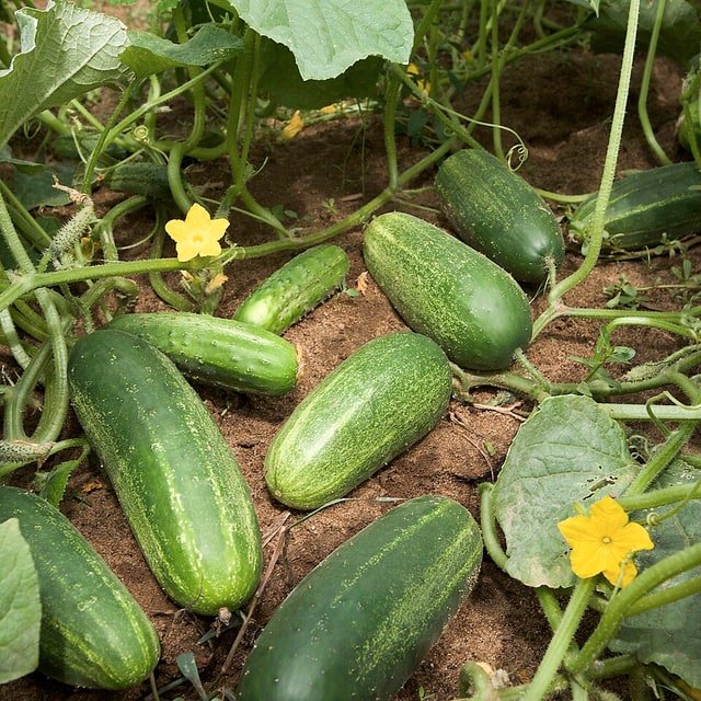 Lemon Cucumber