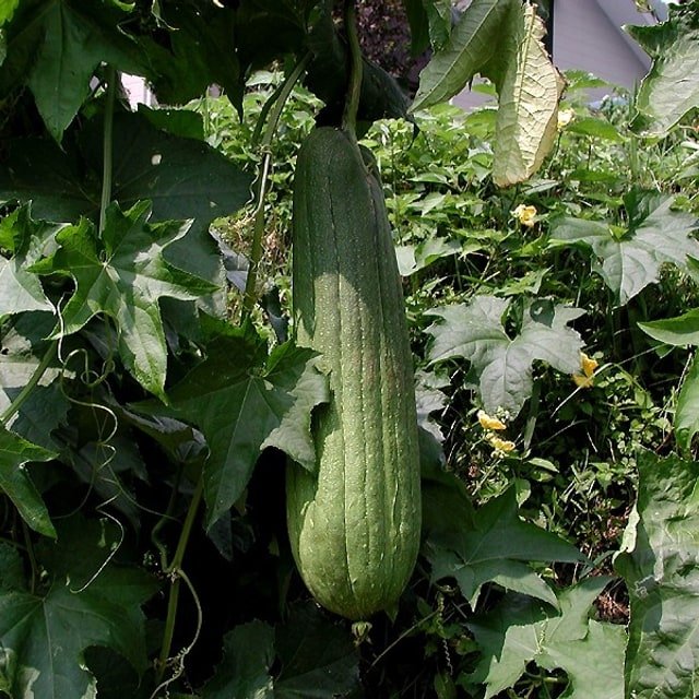 Ridge Gourd