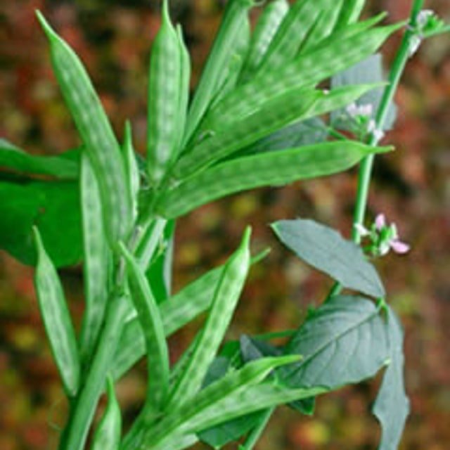 Cluster Bean Guar