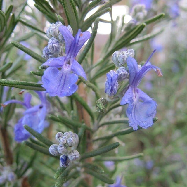 Rosemary Sprig