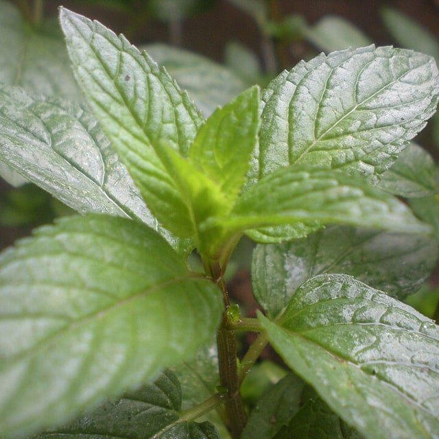 Mint Peppermint