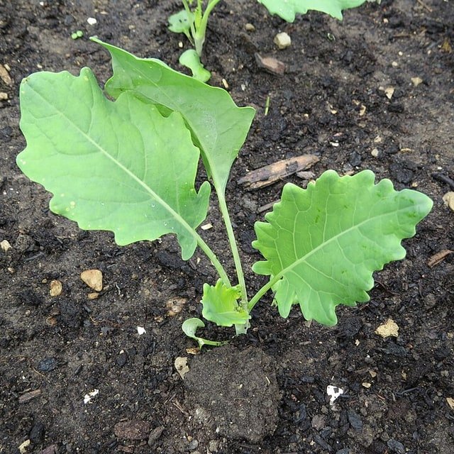 Kohlrabi Purple