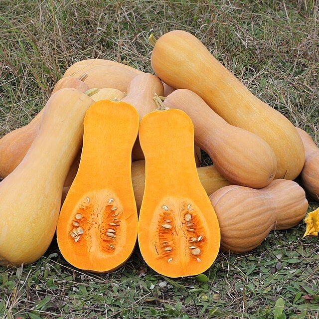 Yellow Squash