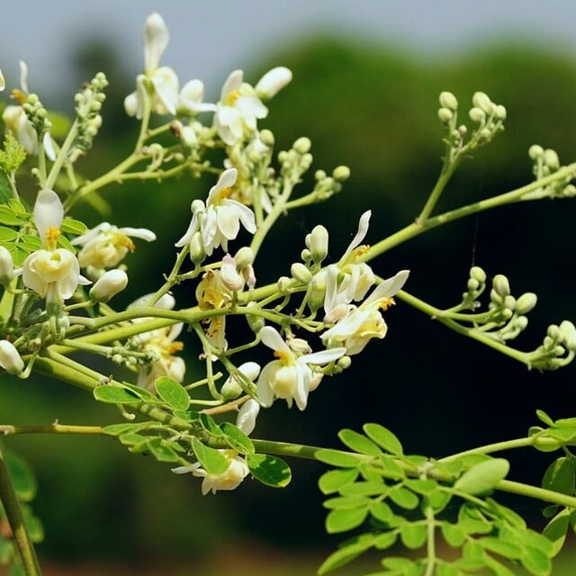 Drumstick Moringa