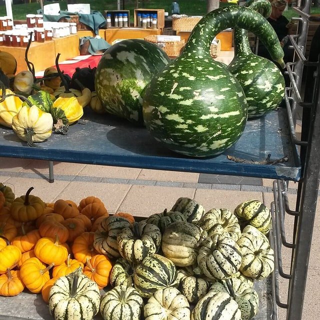 Bitter Gourd