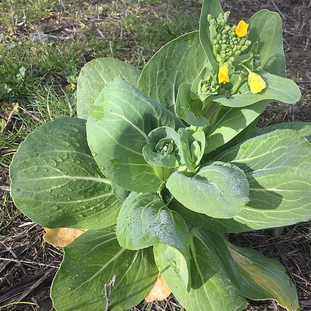 Pointed Gourd